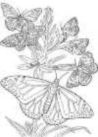 A coloring page of butterfly