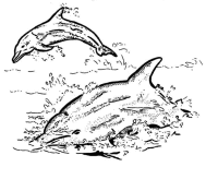 A coloring page of dolphin