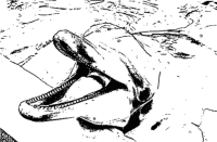 A coloring page of dolphin