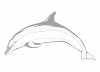A coloring page of dolphin