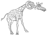 A coloring page of giraffe