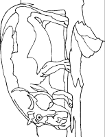 A coloring page of hippopotamus