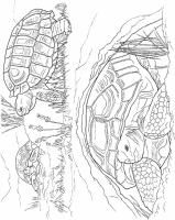 A coloring page of turtle