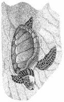 A coloring page of turtle