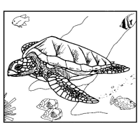 A coloring page of turtle
